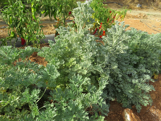 Wormwood | Our Biodynamic Cultivation (Artemisia Absinthium)
