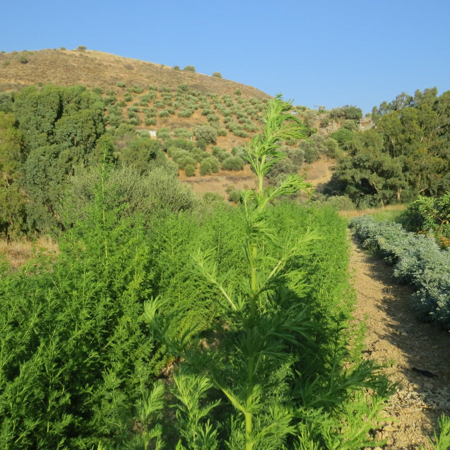 Image for Sweet Wormwood | Organic (Artemisia Annua)