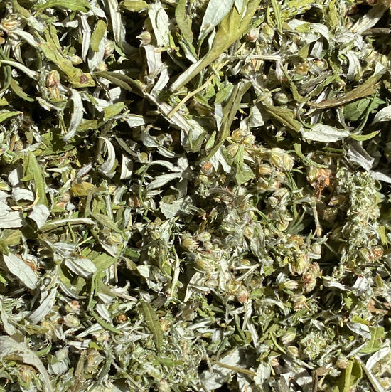 Mugwort (Artemisia Vulgaris)