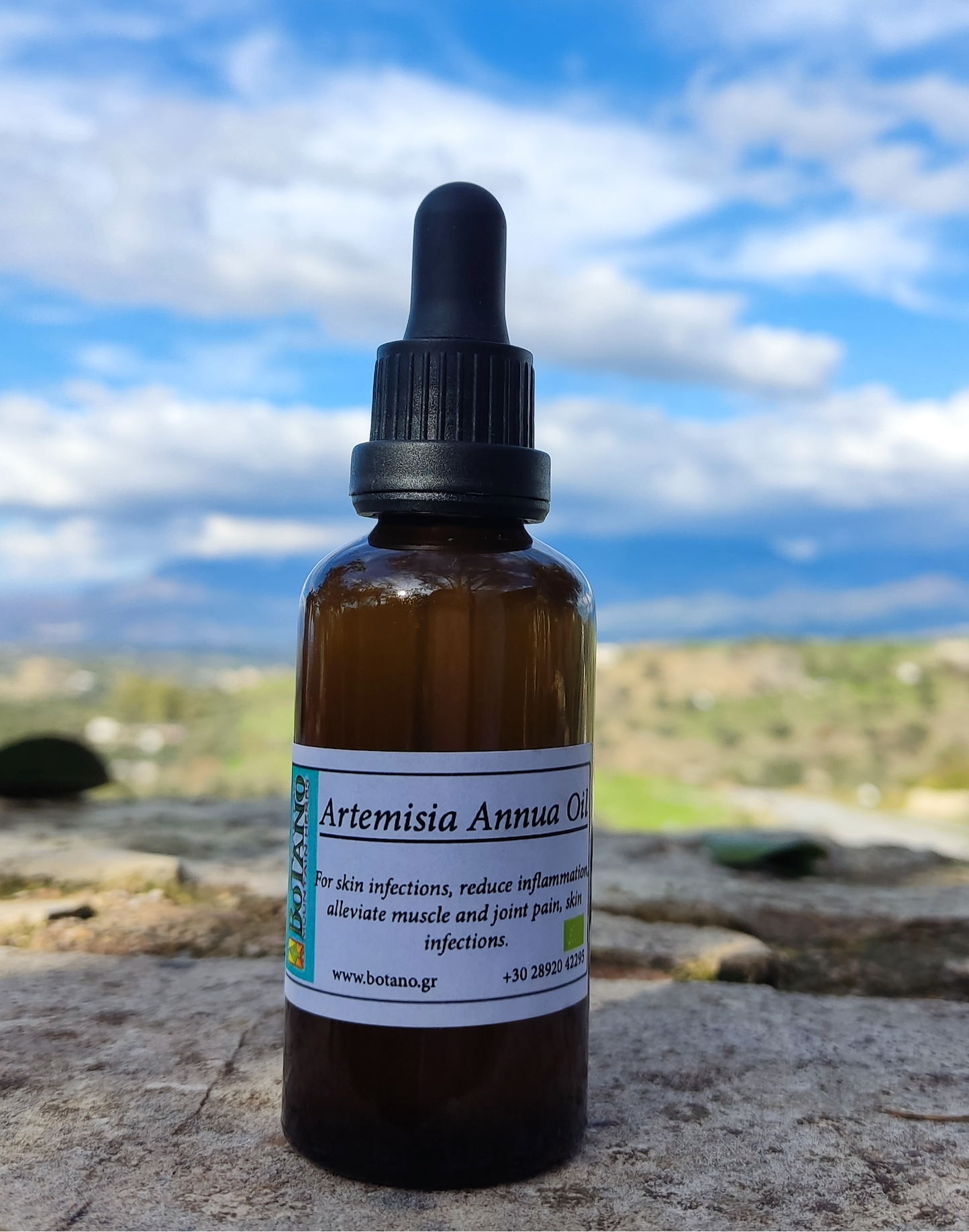 Artemisia annua (sweet wormwood) Infused Olive Oil I Organic