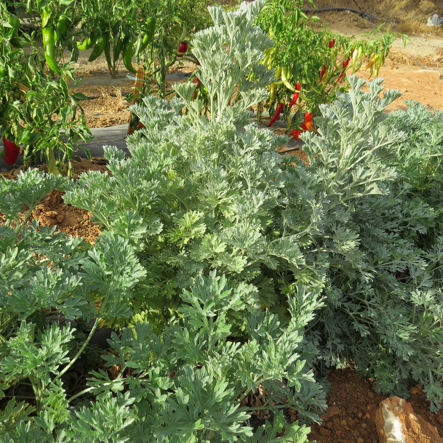 Image for Wormwood | Our Biodynamic Cultivation (Artemisia Absinthium)