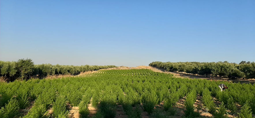 Image for Sweet Wormwood | Biodynamic (Artemisia Annua)