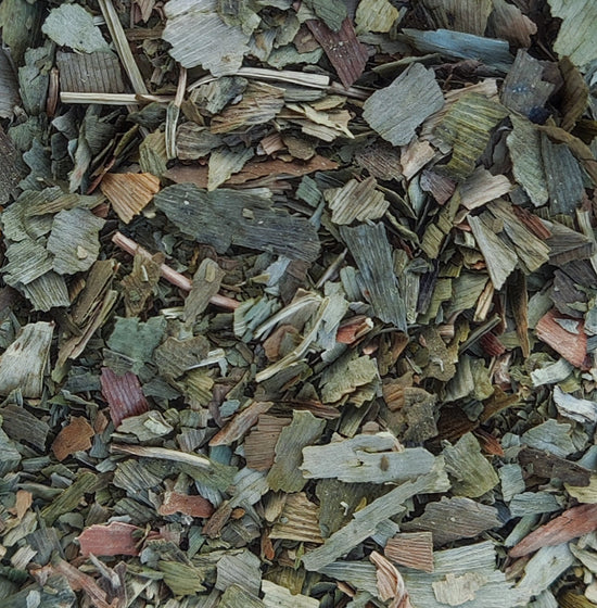 Maidenhair Tree (Ginkgo / Gingko Biloba)